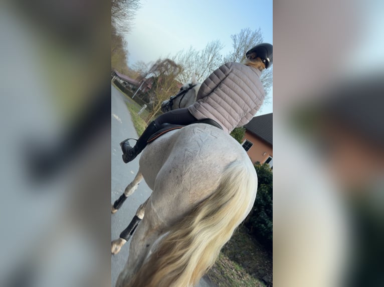 Sorraia Mix Wallach 21 Jahre 165 cm Schimmel in Dransfeld