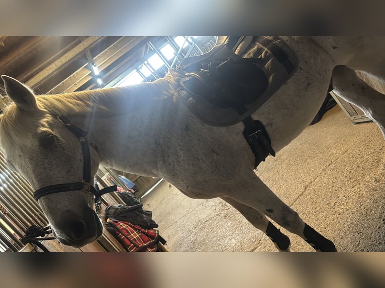 Sorraia Mix Wallach 21 Jahre 165 cm Schimmel in Dransfeld