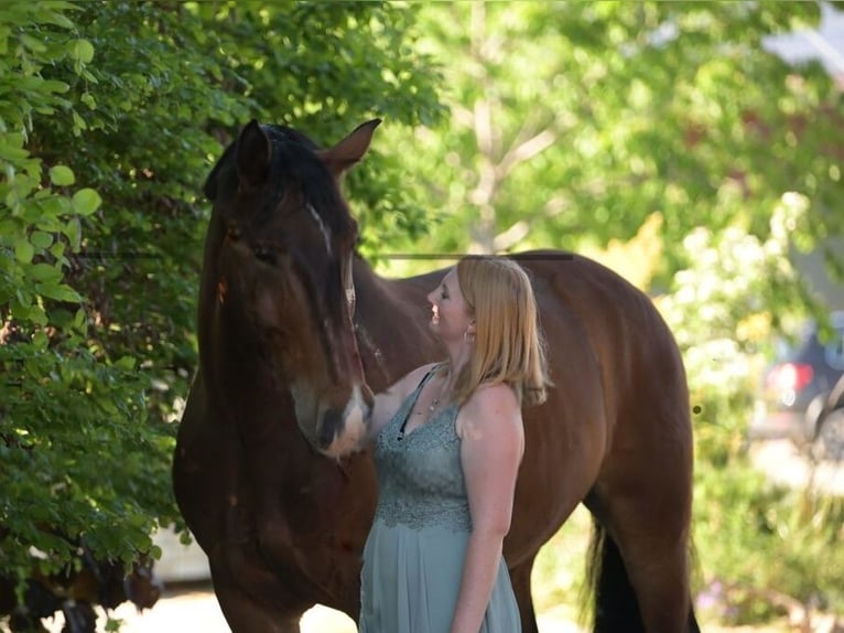 South German Coldblood Gelding 10 years 17 hh Brown-Light in Wilhelmsdorf