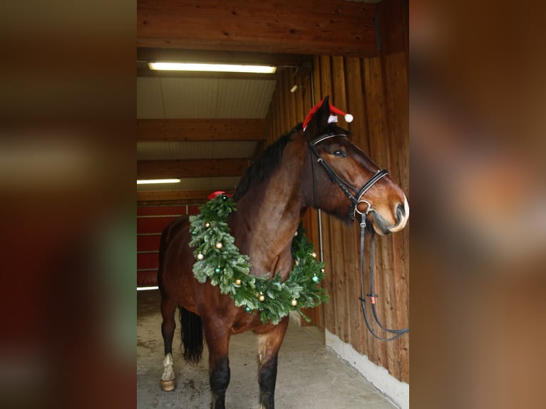 South German Coldblood Gelding 10 years 17 hh Brown-Light in Wilhelmsdorf