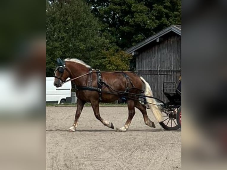 South German Coldblood Gelding 10 years 17 hh Chestnut in Brannenburg