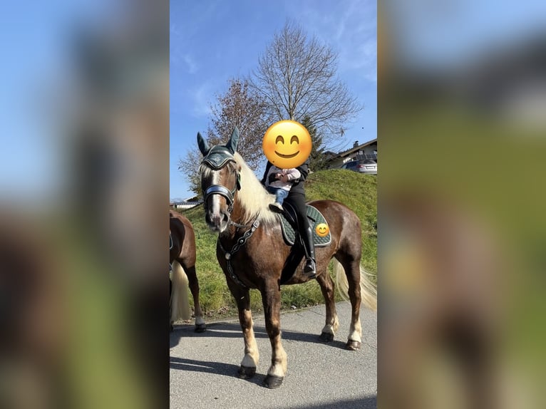 South German Coldblood Gelding 10 years 17 hh Chestnut in Brannenburg