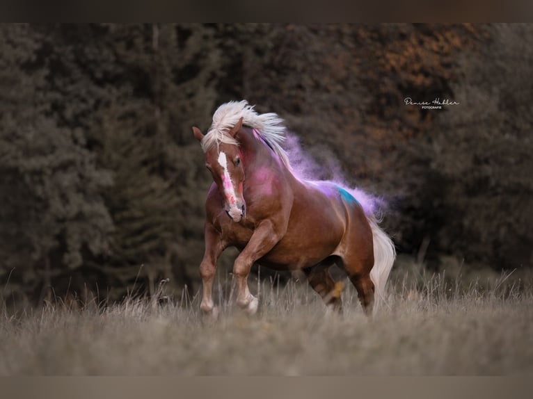 South German Coldblood Gelding 10 years 17 hh Chestnut-Red in Wiesenfelden