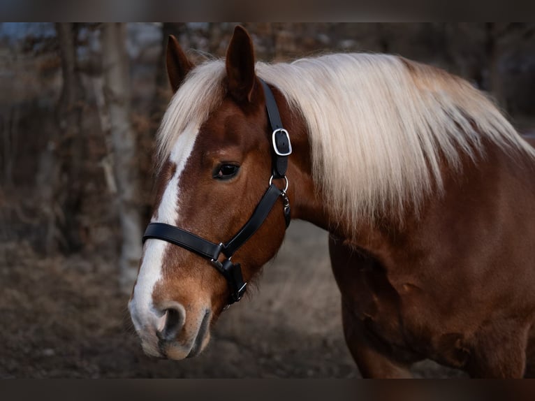 South German Coldblood Gelding 10 years 17 hh Chestnut-Red in Wiesenfelden