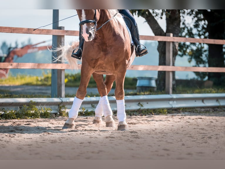 South German Coldblood Gelding 10 years 17 hh Chestnut-Red in Wiesenfelden