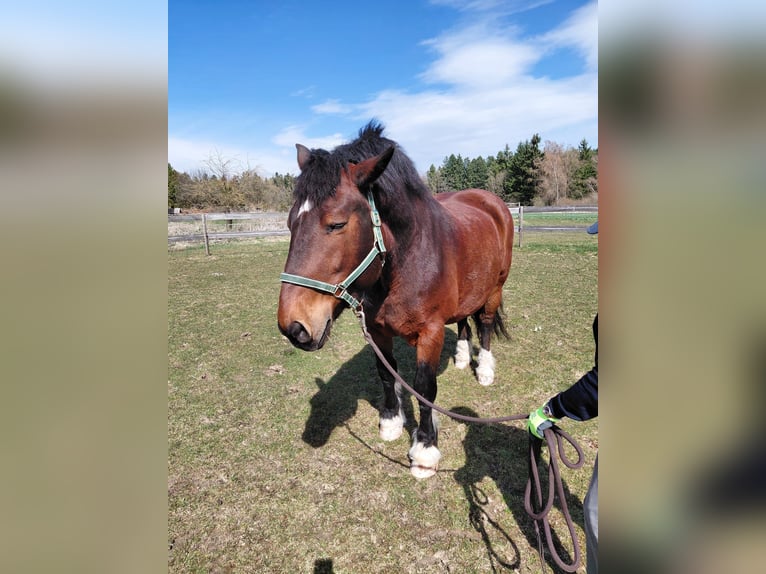 South German Coldblood Gelding 11 years 16.1 hh Bay-Dark in Stubenberg
