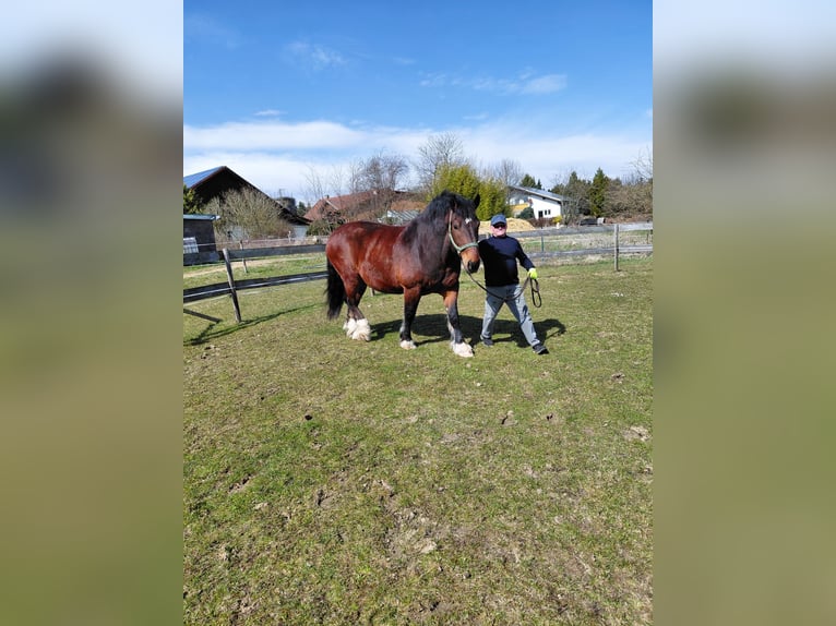 South German Coldblood Gelding 11 years 16,1 hh Bay-Dark in Stubenberg
