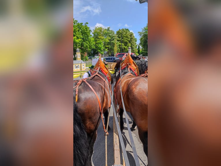 South German Coldblood Gelding 13 years 16 hh Brown in Kirchbichl