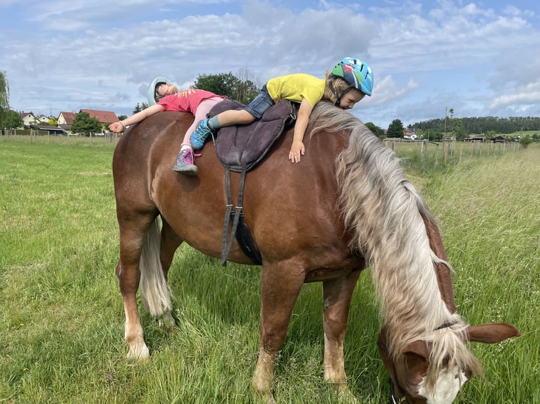 South German Coldblood Gelding 14 years 16,1 hh Chestnut in Bisingen
