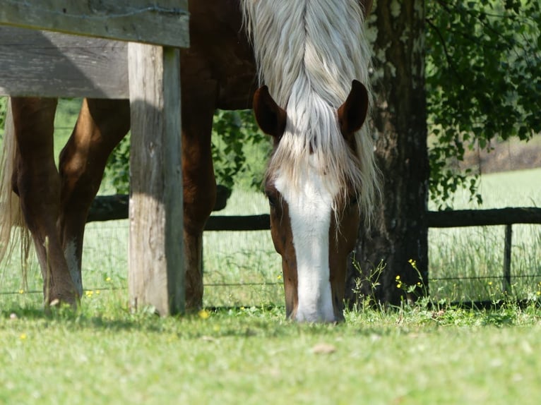 South German Coldblood Gelding 14 years 16,1 hh Chestnut in Bisingen