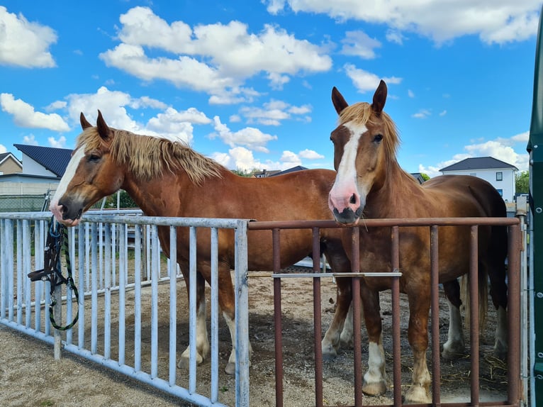 South German Coldblood Gelding 15 years 16 hh Chestnut-Red in Wassenberg