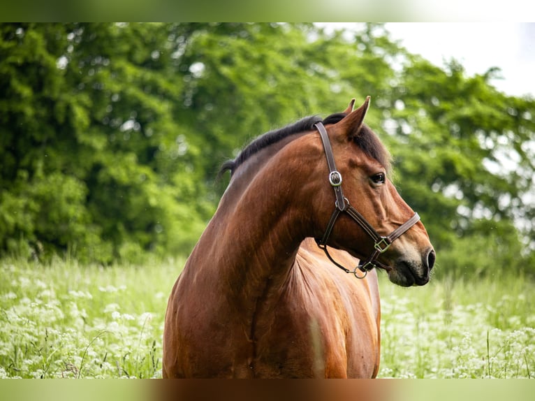South German Coldblood Mix Gelding 16 years 14,2 hh Brown in Daun