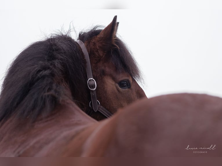 South German Coldblood Mix Gelding 16 years 14,2 hh Brown in Daun