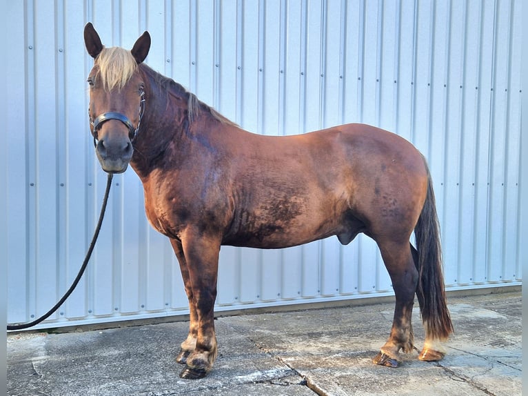 South German Coldblood Gelding 16 years 16 hh Chestnut in Au in der Hallertau