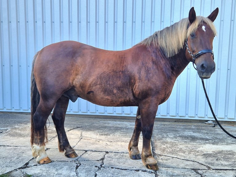 South German Coldblood Gelding 16 years 16 hh Chestnut in Au in der Hallertau