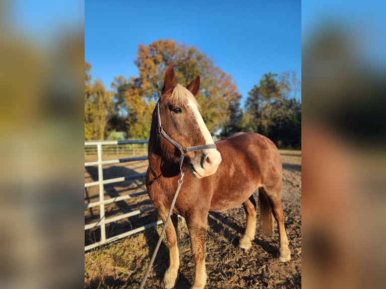 South German Coldblood Gelding 17 years 16 hh Chestnut in Ludwigshafen am Rhein