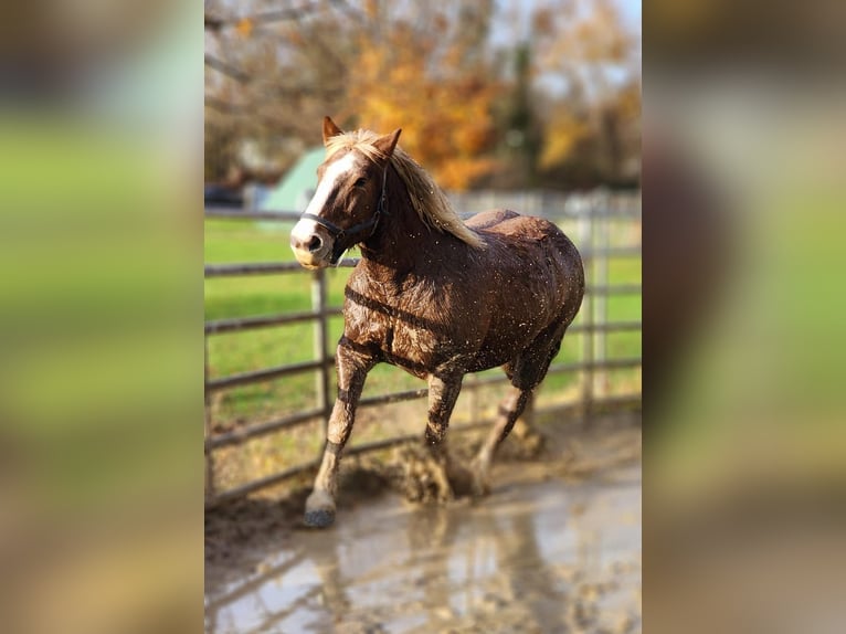 South German Coldblood Gelding 17 years 16 hh Chestnut in Ludwigshafen am Rhein