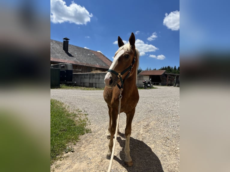 South German Coldblood Gelding 1 year 14,2 hh Chestnut in Holzkirchen