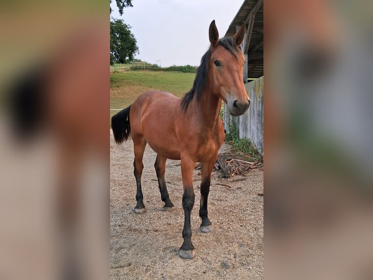 South German Coldblood Mix Gelding 1 year 15 hh Brown in Bodenkirchen