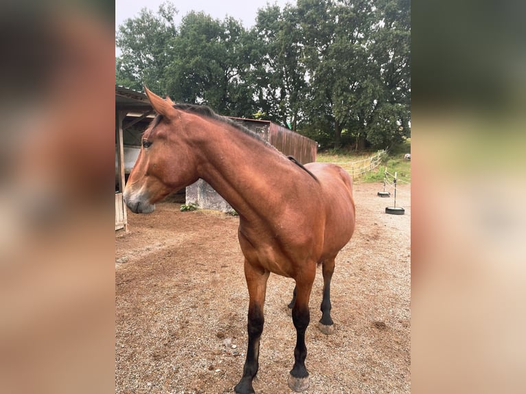 South German Coldblood Mix Gelding 1 year 15 hh Brown in Bodenkirchen