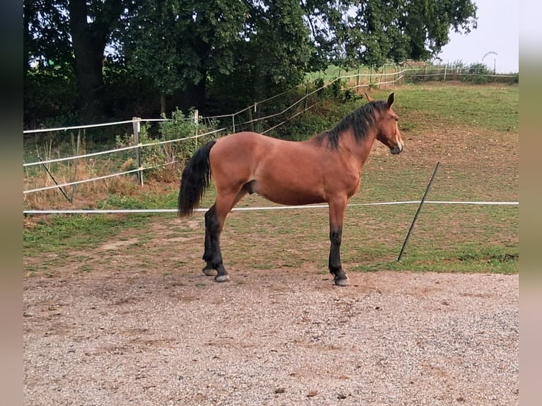 South German Coldblood Mix Gelding 1 year 15 hh Brown in Bodenkirchen