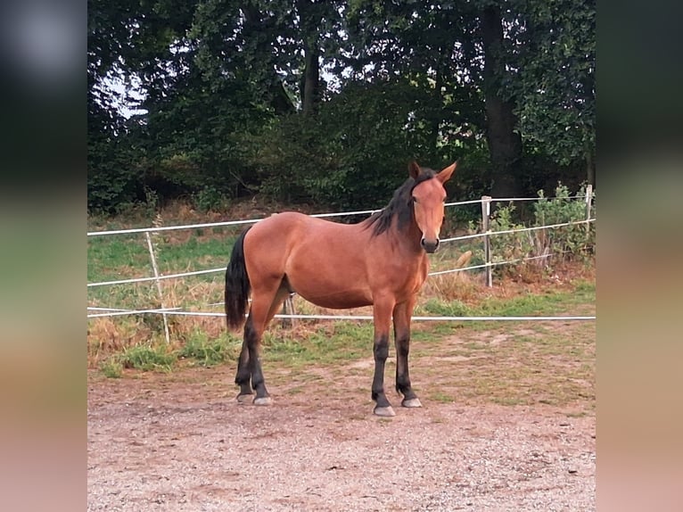 South German Coldblood Mix Gelding 1 year 15 hh Brown in Bodenkirchen