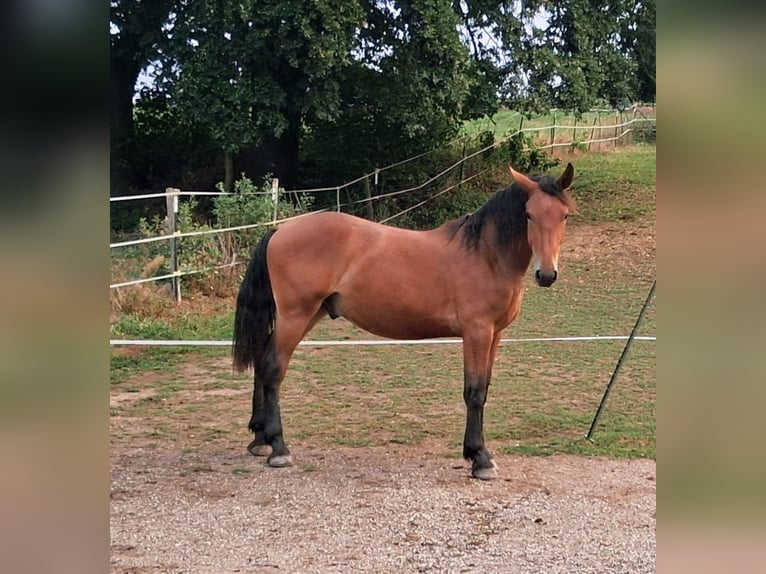 South German Coldblood Mix Gelding 1 year 15 hh Brown in Bodenkirchen