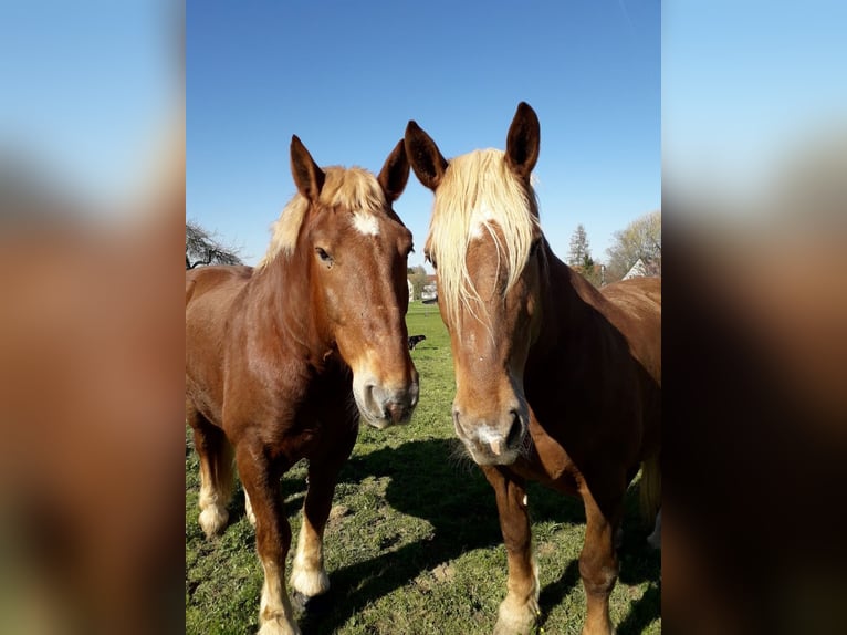 South German Coldblood Gelding 20 years 16,3 hh Chestnut-Red in Göppingen