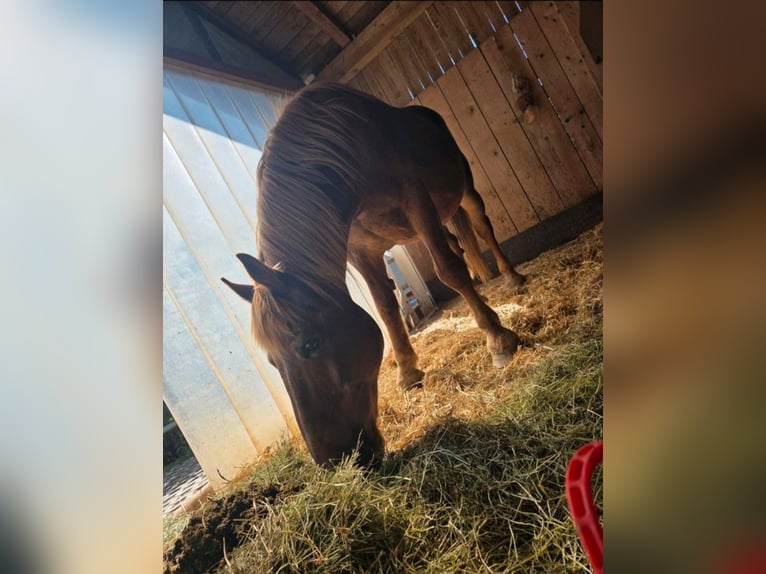 South German Coldblood Gelding 20 years 16 hh Chestnut-Red in Innsbruck
