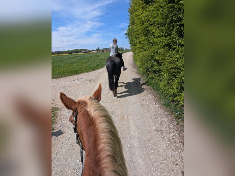 South German Coldblood Gelding 21 years 16,2 hh Black in Wei&#xDF;enohe