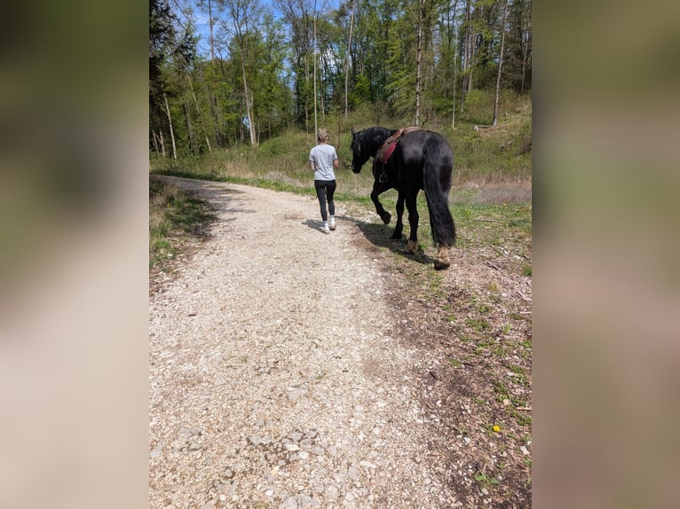 South German Coldblood Gelding 21 years 16,2 hh Black in Wei&#xDF;enohe
