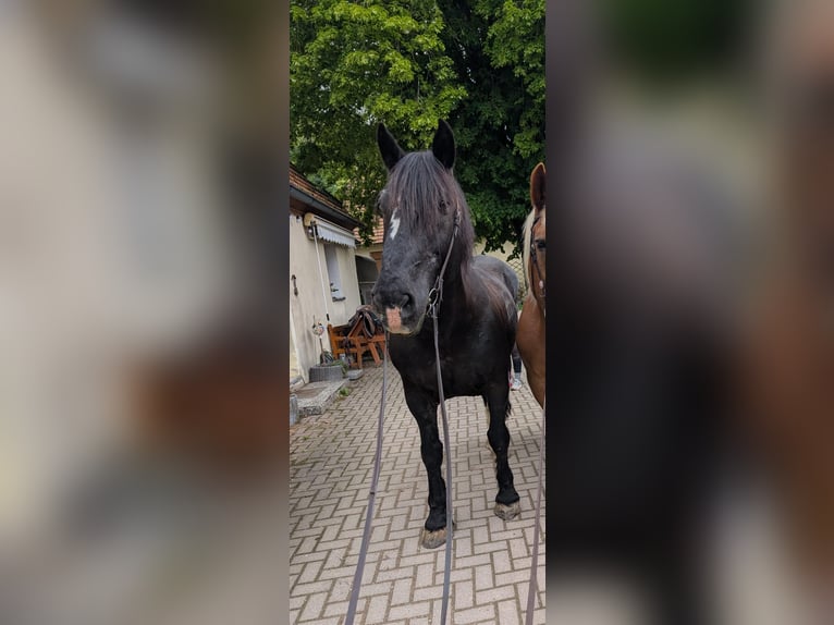 South German Coldblood Gelding 21 years 16,2 hh Black in Wei&#xDF;enohe
