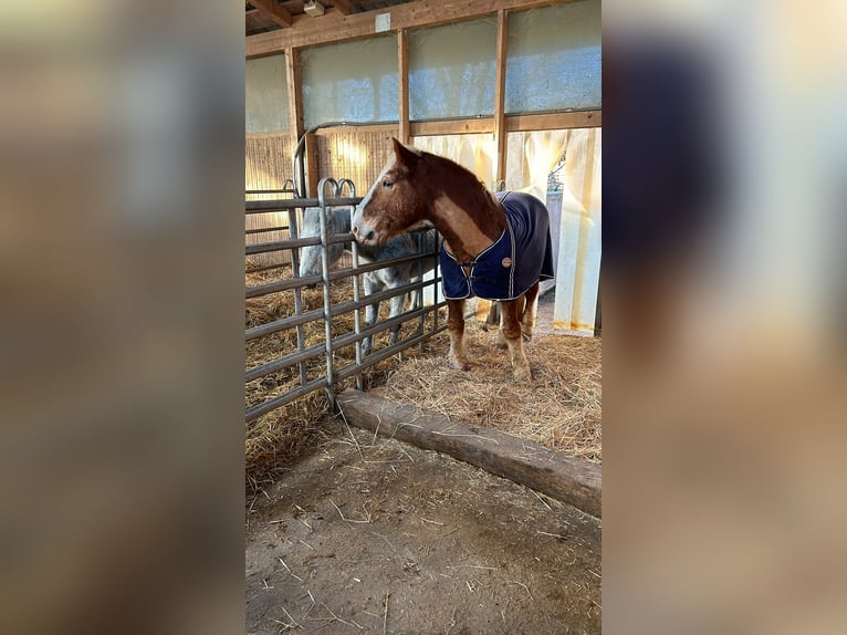 South German Coldblood Gelding 25 years 15,2 hh Chestnut-Red in Schwabenheim
