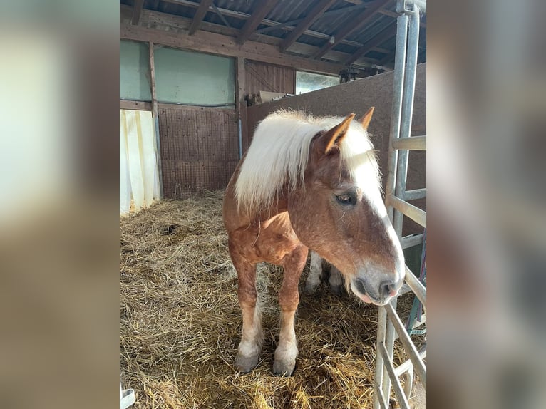South German Coldblood Gelding 25 years 15,2 hh Chestnut-Red in Schwabenheim