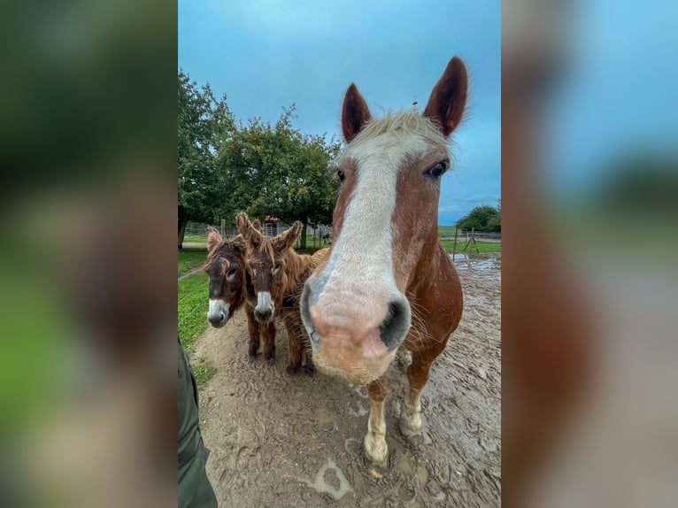 South German Coldblood Gelding 25 years 15,2 hh Chestnut-Red in Schwabenheim