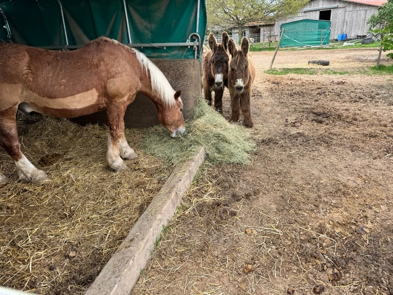 South German Coldblood Gelding 25 years 15,2 hh Chestnut-Red in Schwabenheim