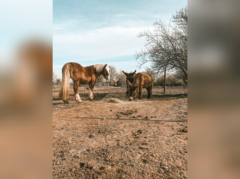 South German Coldblood Gelding 25 years 15,2 hh Chestnut-Red in Schwabenheim
