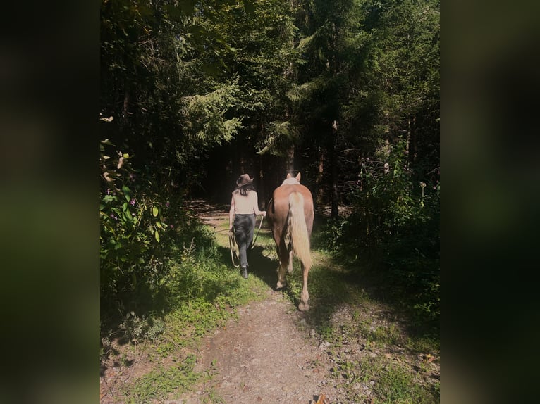 South German Coldblood Gelding 2 years 14,2 hh Chestnut in Holzkirchen