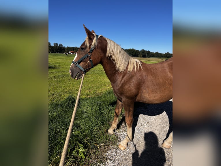South German Coldblood Gelding 2 years 14,2 hh Chestnut in Holzkirchen
