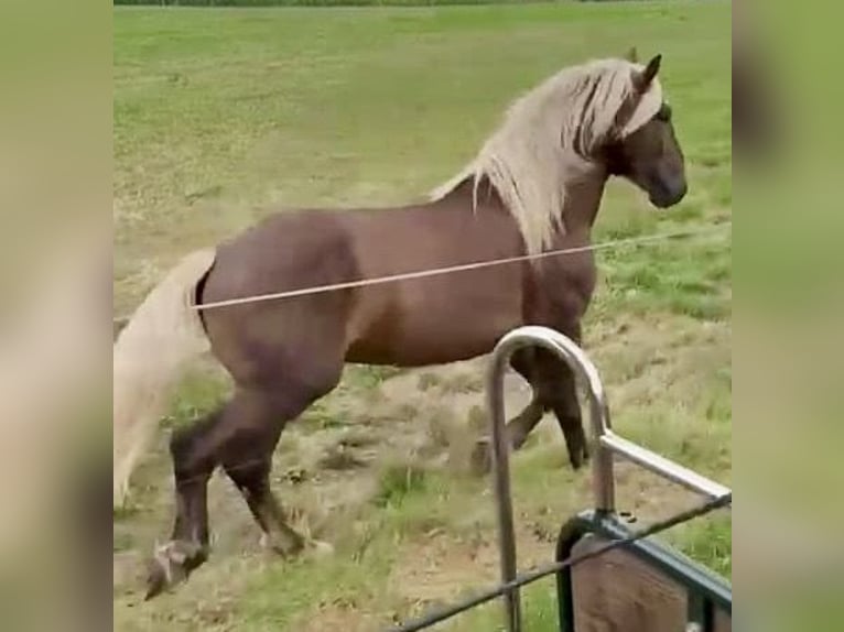 South German Coldblood Gelding 2 years 15,1 hh Chestnut in Abtsgmünd