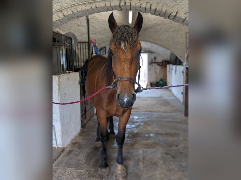 South German Coldblood Gelding 2 years 15,2 hh Brown in Pfaffenhofen an der Ilm