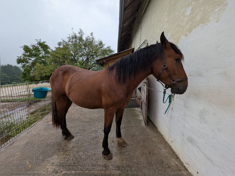 South German Coldblood Gelding 2 years 15,2 hh Brown in Pfaffenhofen an der Ilm