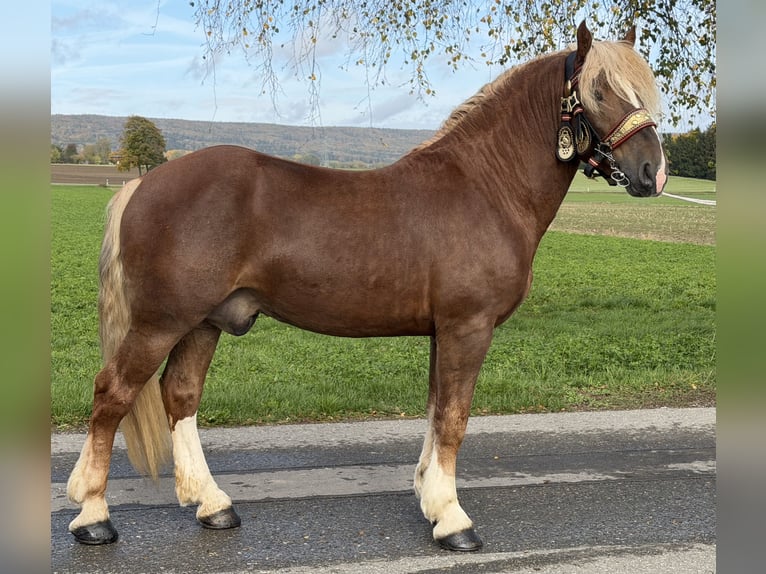 South German Coldblood Gelding 2 years 16.1 hh Chestnut in Riedlingen