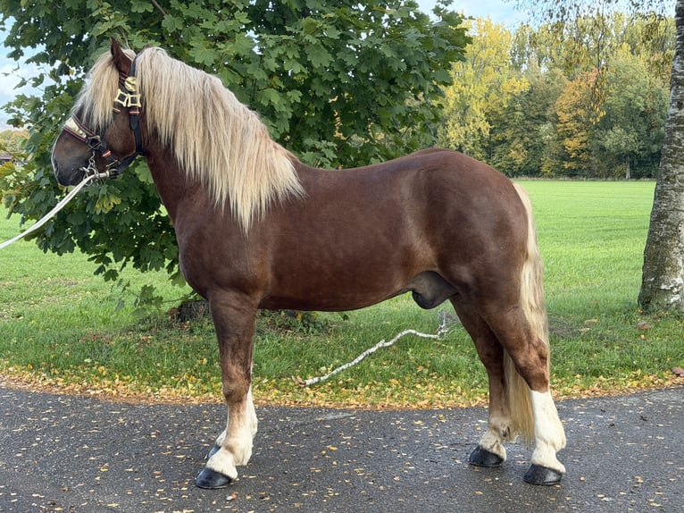 South German Coldblood Gelding 2 years 16.1 hh Chestnut in Riedlingen