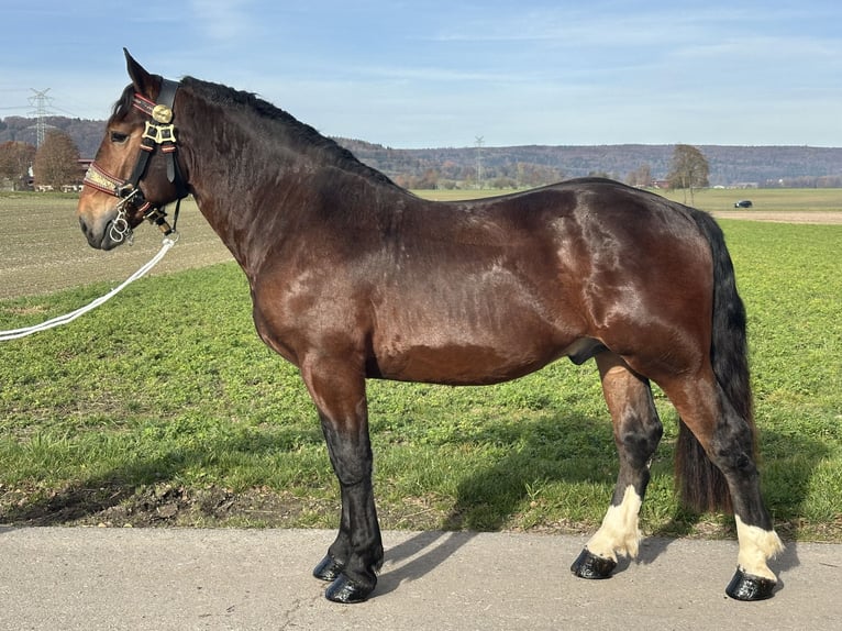 South German Coldblood Gelding 2 years 16 hh Bay-Dark in Riedlingen