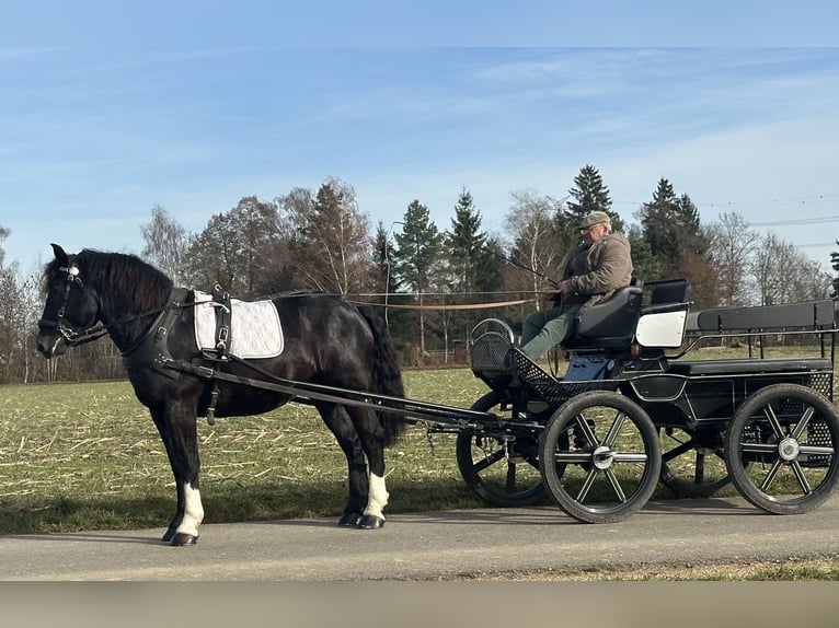 South German Coldblood Gelding 2 years 16 hh Black in Riedlingen