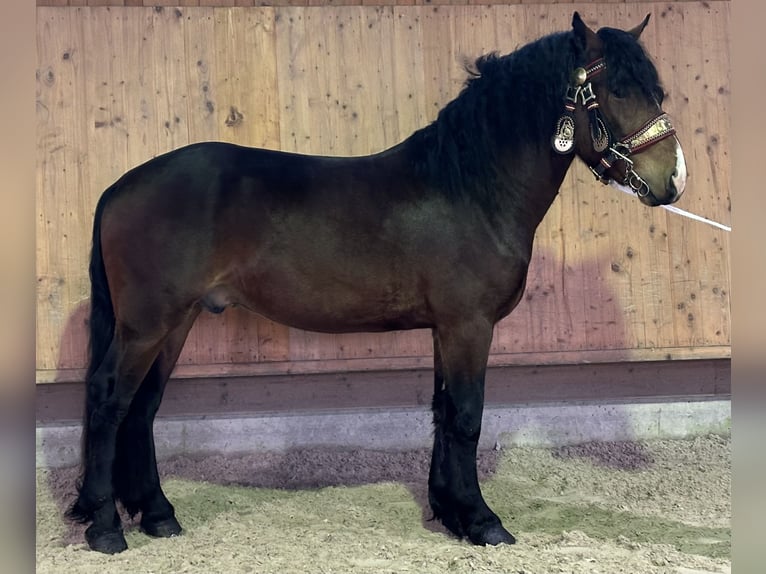 South German Coldblood Gelding 2 years 16 hh Brown in Riedlingen