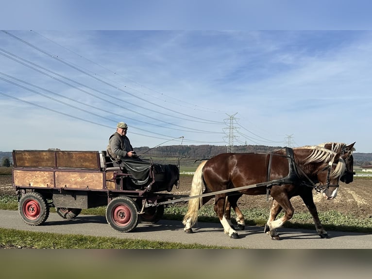 South German Coldblood Gelding 2 years 16 hh Chestnut in Riedlingen