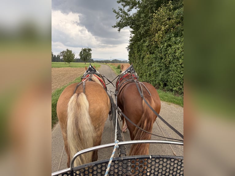 South German Coldblood Gelding 2 years 16 hh Chestnut-Red in Alfdorf