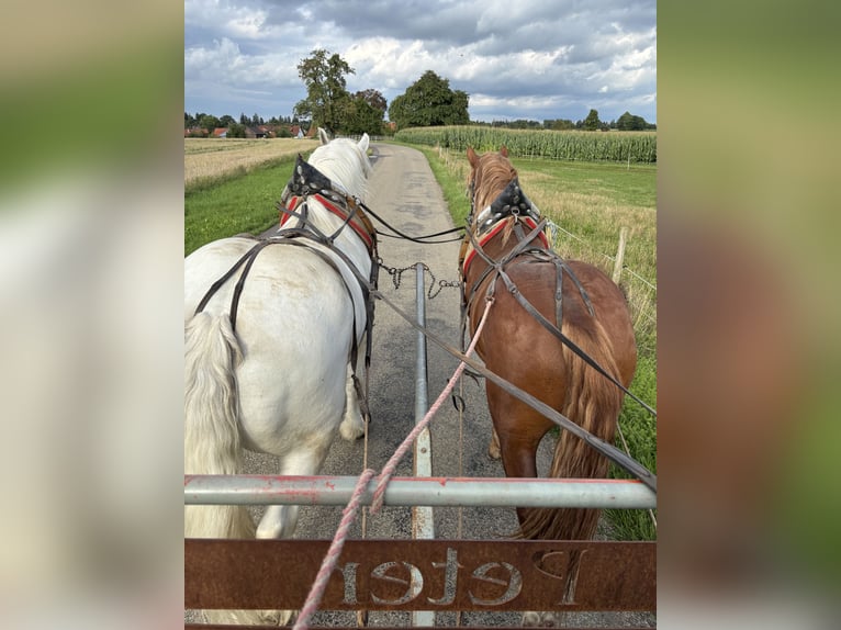 South German Coldblood Gelding 2 years 16 hh Chestnut-Red in Alfdorf